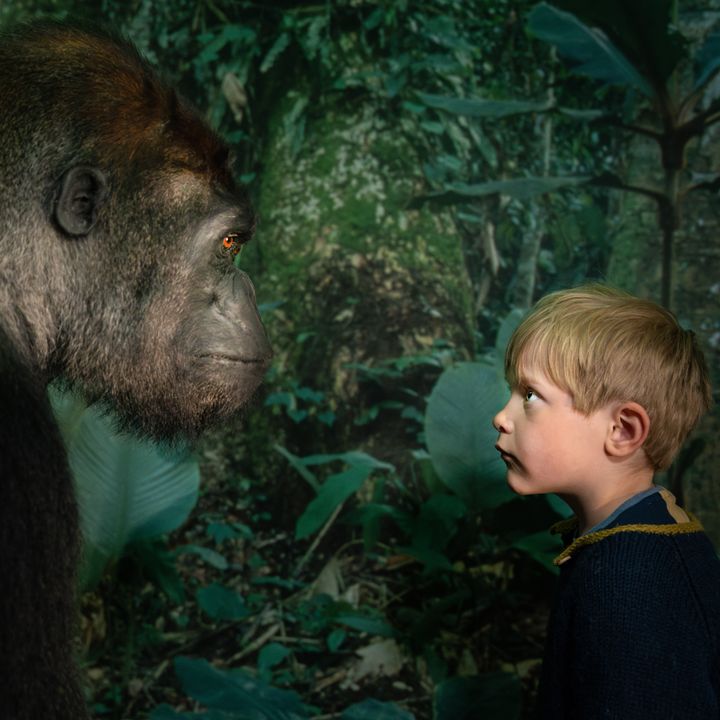 Stor vestlig gorilla er en af de mange primater, som er på listen over truede dyrearter. Foto: Frederik Wolff, Statens Naturhistoriske Museum