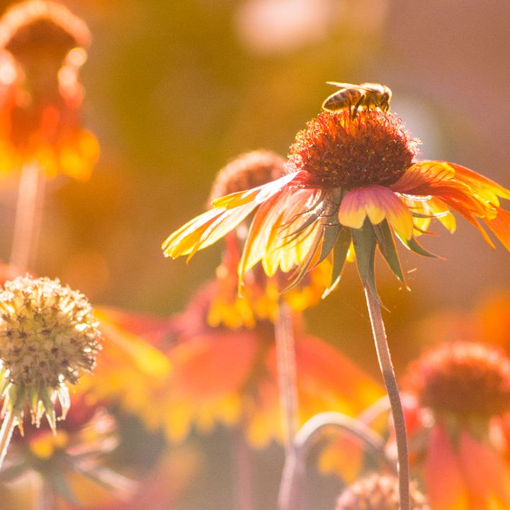 Honning, frisk pollen og honningdug-honning er nøgleingredienser, når naturens økosystem skal overføres til den menneskelige tarmkultur. Foto: PR.