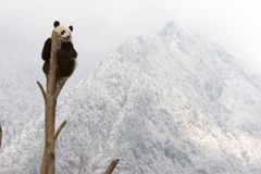 Giant panda, Sichuan, China © naturepl.com - Juan Carlos Munoz -WWF