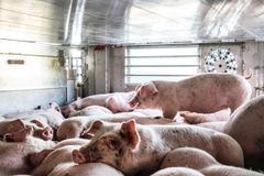 I gennemsnit læsses mere end 26.000 grise om dagen på lastbiler i Danmark og sendes ud i verden på transporter af mere end 8 timers varighed, men myndighedernes kontrol af dyrevelfærden har i årevis været utilfredsstillende, vurderer Rigsrevisionen. Foto: Dyrenes Beskyttelse