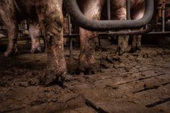 Slagtesvin og avlssøer lever i deres egen afføring og urin i hjertet af EUs svineproduktion, afsløres det i ny rapport.
