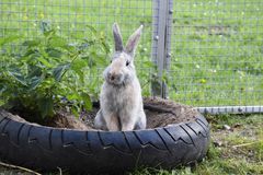 Kaniner kan både bo indendørs og udendørs. Skal haven indrettes til kaninhjem, er der nogle bestemte ting, som man skal være opmærksom på, så det er sikkert og rart for kaninen at opholde sig i haven. Foto: Dyrenes Beskyttelse. Til fri afbenyttelse.