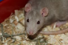 Den milde vinter har givet rotterne optimale forhold for at formere sig. Modsat manges opfattelse er det dog ikke kun ældre huse, der bliver ramt. Foto: PR.