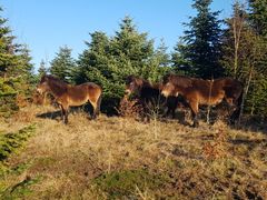 Vilde heste skal græsse året rundt i nyt sammenhængende naturområde i Skindbjerglund nord for Rold Skov.