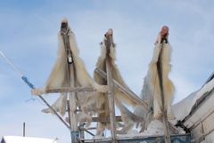 Isbjørnekød er en af den største kilde til PFAS-eksponering i fangersamfundet Ittoqoortoormiit (Scoresbysund) i Nordøstgrønland. Foto: Rune Dietz