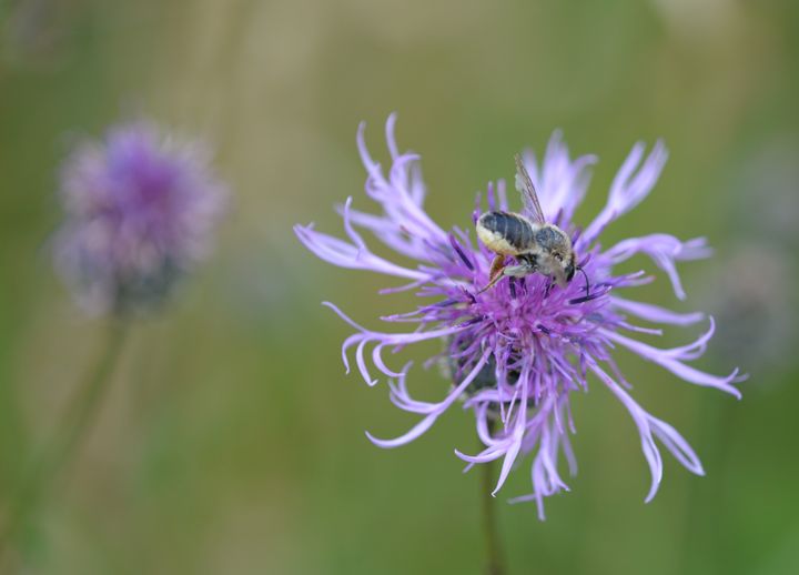 Stor knopurt vokser på varme, tørre og næringsfattige steder. Her er ofte mange vilde bier, eksempelvis stor bladskærerbi, som har en forkærlighed for netop denne blomst. Foto: Rasmus Ejrnæs.