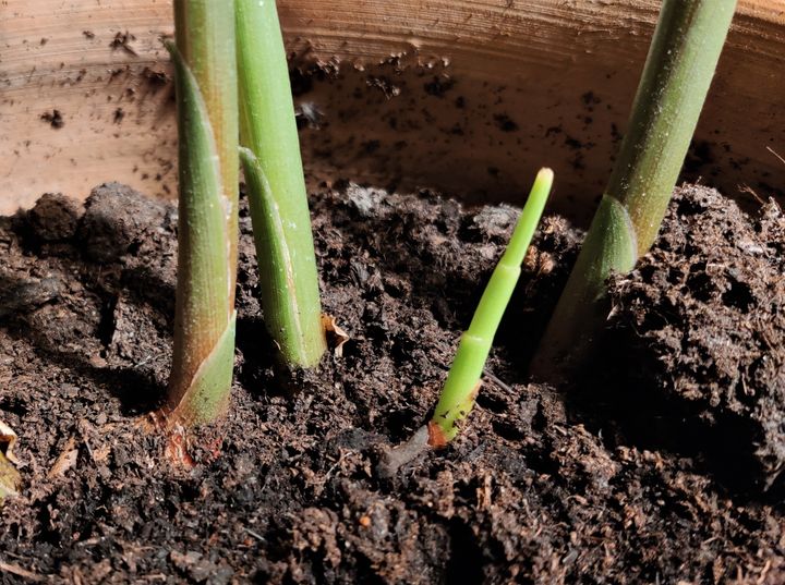 Har du et stykke ingefær med synlige vækstknopper, kan du plante dem med knopperne opad nær jordoverfladen, og friske spiselige stængler vil skyde op. Jo større potten er, jo mere breder roden sig under jorden. Foto: PR.