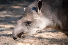 Tapirerne i Aalborg Zoo kan se frem til at få nye naboer