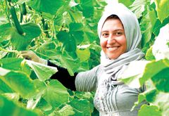 En kvinde høster agurker i Nineve, hvor Mission Øst driver adskillige levebrødprojekter for at styrke befolkningens selvforsyning og modstandsdygtighed. Foto: Mission Øst