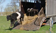 Det plejer at være et muntert syn, når køerne kommer på græs ved Tadre Mølle. I år kan man få fornøjelsen skærtorsdag kl. 12:00. Foto: ROMU.