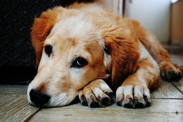 Hunde kan udvikle frygt for alle høje lyde, så selv mikroovnen eller skraldebilen kan skræmme dem. Foto: PR