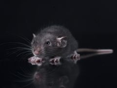 Grundig rengøring og desinfektion er essentiel, da skrald og krummer i skuffer og skabe tiltrækker mus og rotter. Foto: PR.