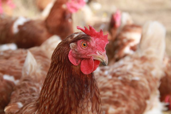 Et fjerkræhold ved Østermarie på Bornholm med 20 høns og tre moskusænder er ramt af fugleinfluenza.
