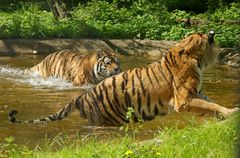 Knuthenborg Safaripark har sammen med Dyrenes Beskyttelse og med støtte fra QATO Fonden designet et tigeranlæg, der skal huse pensionerede cirkustigere og på sigt andre såkaldte ’rescue-tigere’. Anlægget bliver det største af sin slags i Europa, hvor tigerne kan være ude hele året. Foto: Dyrenes Beskyttelse. Til fri afbenyttelse.