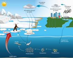 PFAS kommer til Arktis med luft- og havstrømme fra Nordamerika, Asien og Europa. PFAS kan bl.a. give skader på immunsystemet hos mennesker. Da isbjørne og mennesker er sidst i fødekæden i Arktis, kan de have koncentrationer af PFAS, der er op til 30 millioner gange højere end i planktonalger i havet.