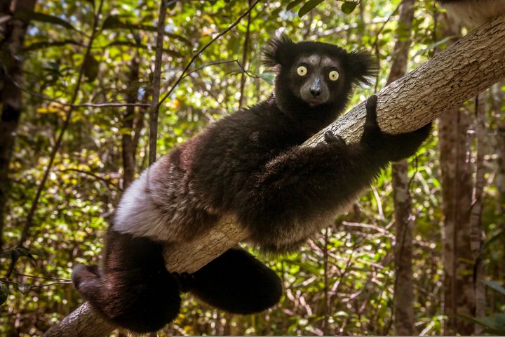 Den hemmelighedsfulde indri (Indri indri) på Madagaskar er den største levende lemur. Den er også kritisk truet og meget evolutionært distinkt, uden nære slægtninge - en kombination, der gør dens gren til en af de mest det mest usikre på pattedyrenes evolutionære træ. Hvis indrien uddør, hvilket er sandsynligt, vil vi miste 19 millioner års unik udviklingshistorie. Foto:©pierivb, Depositphotos.com (billede til fri afbenyttelse)