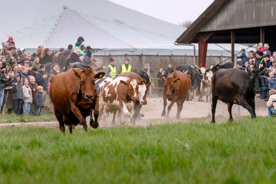 Økodag ud på græsset Foto Brian Rasmussen