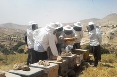 Yezidierne lærer at håndtere bierne, så de producerer honning og giver de fordrevne en indtægt. Foto: Mission Øst