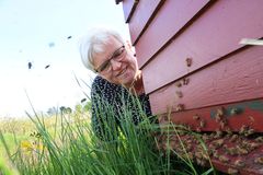 Kirsten Rohde Jensen er også biavler. For tiden står fire stader i æbleplantagen og sikrer, at hun får de mange træer ordentligt bestøvede. Fotograf Benny Gade