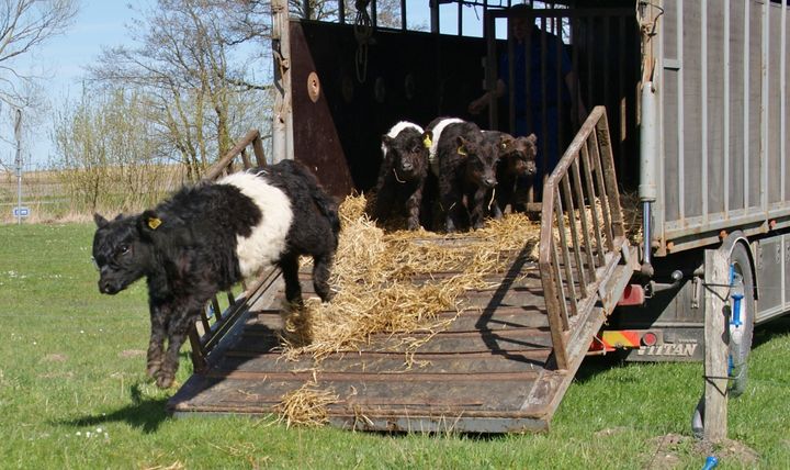 Det er efterhånden en solid tradition på Tadre Mølle, at foråret og påsken bydes velkommen med kalve, der lukkes på græs. Foto: ROMU