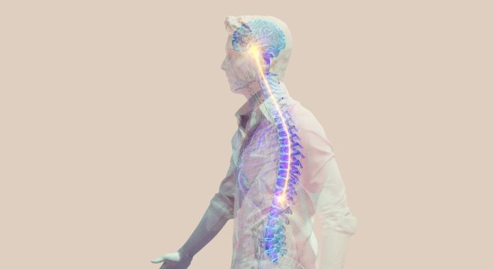 "Vi har fundet ud af, at cellerne i rygmarven fungerer på en anden måde, end man indtil nu har troet. Det er en naturlig måde at forklare en masse ting, man ikke har kunnet forklare før," siger forsker bag nyt studie. Grafik: Ella Maru.