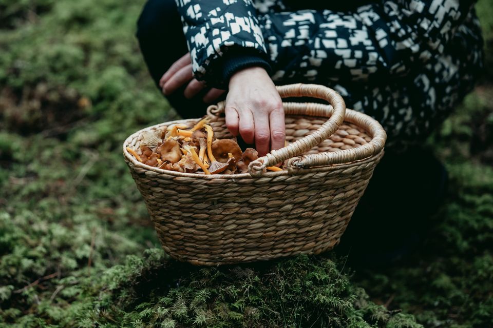 Svampejagt i Småland