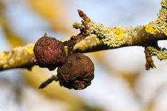 Rådne frugtrester, blade, grene og andre løvrester er i år væsentligt mere befængte med svampesygdomme end normalt, fordi der stort set ikke har været frost. Foto: PR.