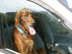 Dyrenes Beskyttelses Vagtcentral 1812 har det seneste år registreret 100 sager med hunde, der er blevet efterladt i varme biler.
