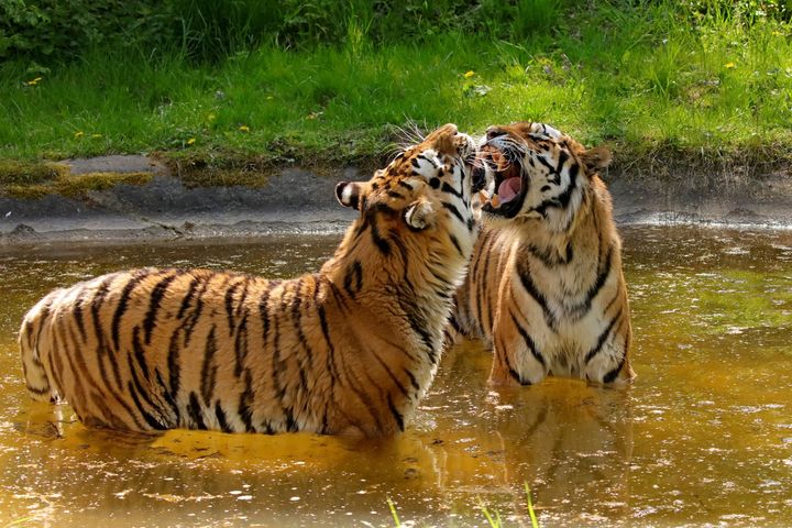 Knuthenborg Safaripark har sammen med Dyrenes Beskyttelse og med støtte fra QATO Fonden designet et tigeranlæg, der skal huse pensionerede cirkustigere og på sigt andre såkaldte ’rescue-tigere’. Anlægget bliver det største af sin slags i Europa, hvor tigerne kan være ude hele året. Foto: Dyrenes Beskyttelse. Til fri afbenyttelse.