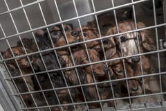 Nogle af de 21 gravhunde, som nu er hos Dyreværnet. Fotocredit: Dyreværnet