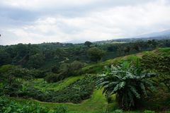 A Costa Rican coffee farm using polyculture with banana trees and agroforestry “islands” surrounding the coffee plants (photo: Athina Koutouleas)