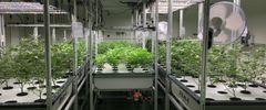 Et udvalg af cannabis genetikker i Biotech Pharm1 - DanCann Pharmas højteknologiske produktionsmiljø.