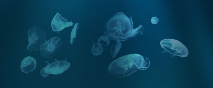 RedHavet.Nu hedder kampagnen fra de fire organisationer, der vil få danskerne og politikerne til at sætte pris på naturen i havet.