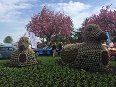 550 veteranbiler fra hele landet fyldte Jesperhus Blomsterpark ved sæsonåbningen Kr. Himmelfartsdag. Foto : Jesperhus