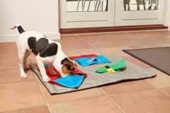 Buster Activity Mat er et aktivitetslegetøj til hunde, der blandt andet har gået sin sejrsgang på det amerikanske marked
