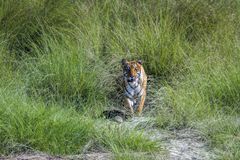 Tiger i Bardia Nationalpark, Nepal. Foto: WWF