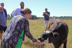 Miljøministeren fik også lejlighed til at fodre køerne, der græsser på Kappelhøjkilen.