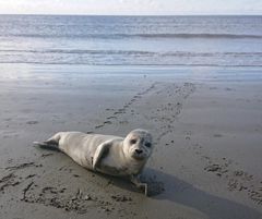 I efterårsferien har mange tid til at gå tur på stranden. Her er det muligt se spotte enlige sæler, men dette betyder ikke, at de er i nød. Foto: Dyrenes Beskyttelse. Billede til fri afbenyttelse.
