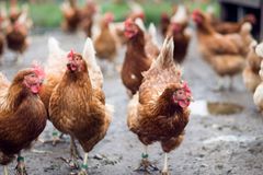 Forskere ved Aarhus Universitet har undersøgt, hvor tilpasningsdygtige to linjer af æglæggere, Dekalb White (DW) og Bovans Brown (BB), er til økologisk ægproduktion. Sidstnævnte linje klarede sig væsentligt bedre eller lige så godt som DW-hønerne på alle mål, med undtagelse af ægproduktion. Foto: Ida Marie Jensen, AU.