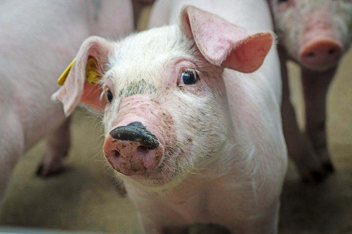Når Europas grise opfodres til julens flæskestege, er der stor risiko for, at de spiser soja fra marker i Amazonas, hvor der før var regnskov. (Foto: World Animal Protection Danmark)