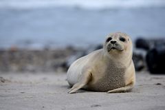 Vadehavet med dets spændende dyreliv er blevet et must see for besøgende i Ribe og omegn. Foto: PR.