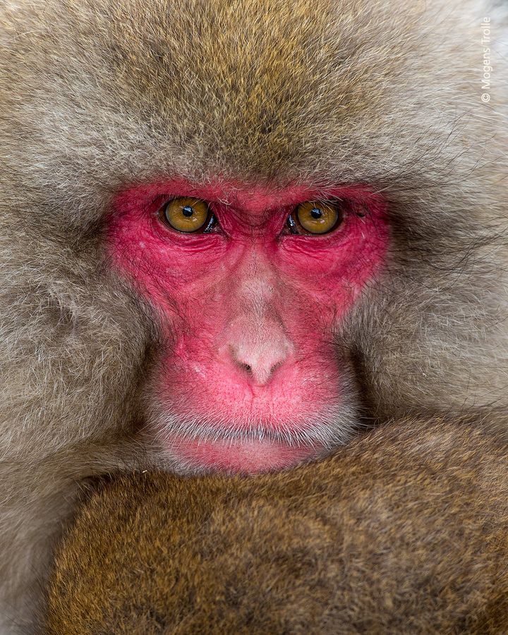 En japanske makak-hun omfavner sin unge for at holde den varm i vinterkulden. Temperaturen i de sneklædte bjerge faldt til langt under frysepunktet i de dage. Ungen sidder trygt og sover med ansigtet imod morens varme bryst. Moren bruger ungens tykpelsede hoved som pude og sidder helt stille for ikke at vække den lille. Men hendes øjne er årvågne og med et fast blik af en beskyttende mor, der fortæller dig, at du ikke skal genere hendes barn.   

Fotograf Mogens Trolle er uddannet zoolog og ansat på Statens Naturhistoriske Museum som formidlingsmedarbejder. Han brugte ni dage i træk en december måned på at fotografere sneaberne på det berømte sted, hvor de bader i en varm vulkansk kilde, Jigokudani. 

10 af Mogens' mest udtryksfulde portrætbilleder af aber er en del af udstillingen Aber - vores vilde familie.