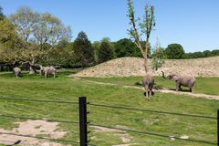 De sidste cirkuselefanter i Danmark er nu blevet lukket ud på den lollandske savanne i Knuthenborg Safaripark. Foto: Asger Thielsen. Til fri afbenyttelse