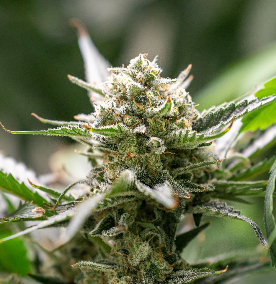 Cannabis blomst