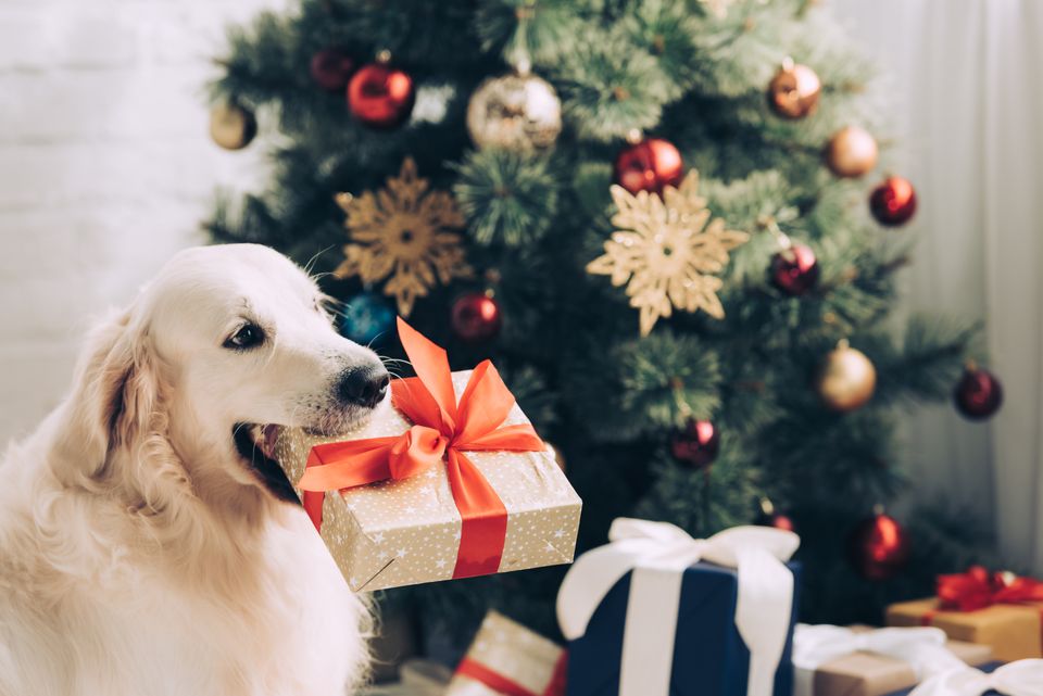 Dog with a Christmas present.jpeg