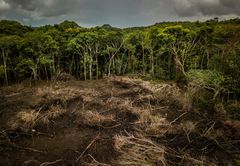 Det enorme forbrug af naturressourcer skyldes blandt andet massiv skovrydning i Amazonas. Foto af: Luis Barreto / WWF