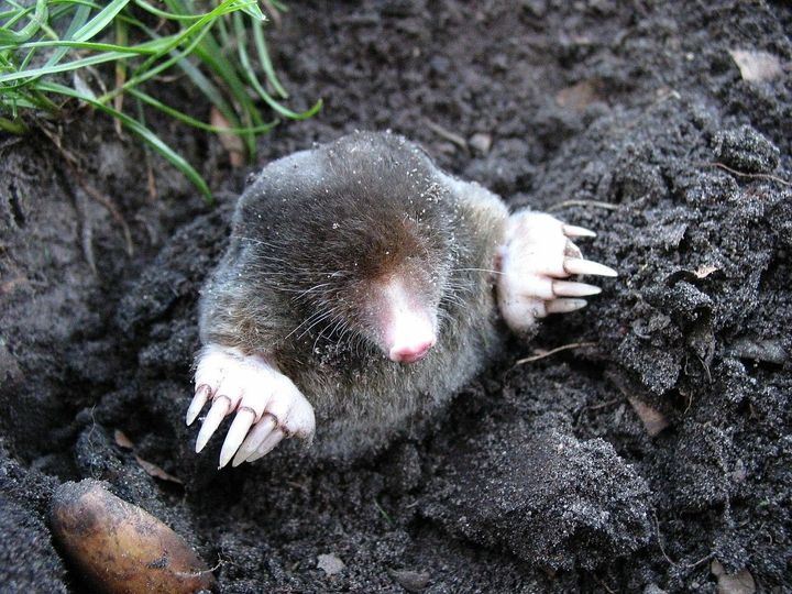 Det nytter ikke, at gå på muldvarpejagt i haven, for der kommer bare en ny muldvarp og laver nye gange under jorden. Lad den i stedet gøre sit arbejde færdigt. Foto: Pixabay