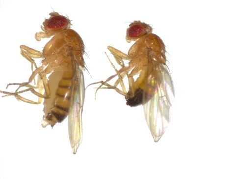 Bananfluen (Drosophila melanogaster) er en fantastisk modelorganisme, som har bidraget med store videnskabelige gennembrud. Hunnen ses til venstre og hannen til højre (foto: Torsten Nygård Kristensen, Aalborg Universitet)