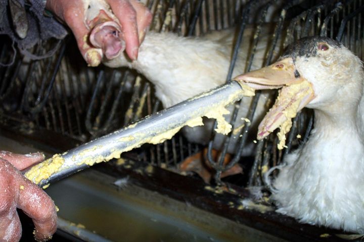Europa-Parlamentet ønsker et forbud for tvangsfodring af ænder og gæs. Foto: GAIA