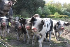 Seks grønne organisationer roser plante-udspil fra R: Afgørende for klima og miljø og første skridt mod nyt grønt eksporteventyr. Foto: Dyrenes Beskyttelse. Til fri afbenyttelse.